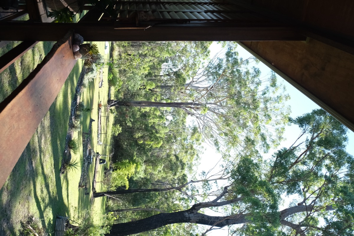 Looking up into the bush canopy from the deck